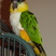 Black-headed Parrot